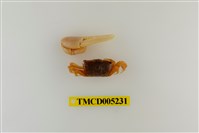 藏品(乳白南方招潮蟹)的圖片